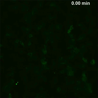 ibidi 4 mv4_ts2.gif